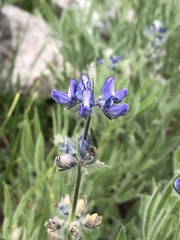 Lupinus covillei