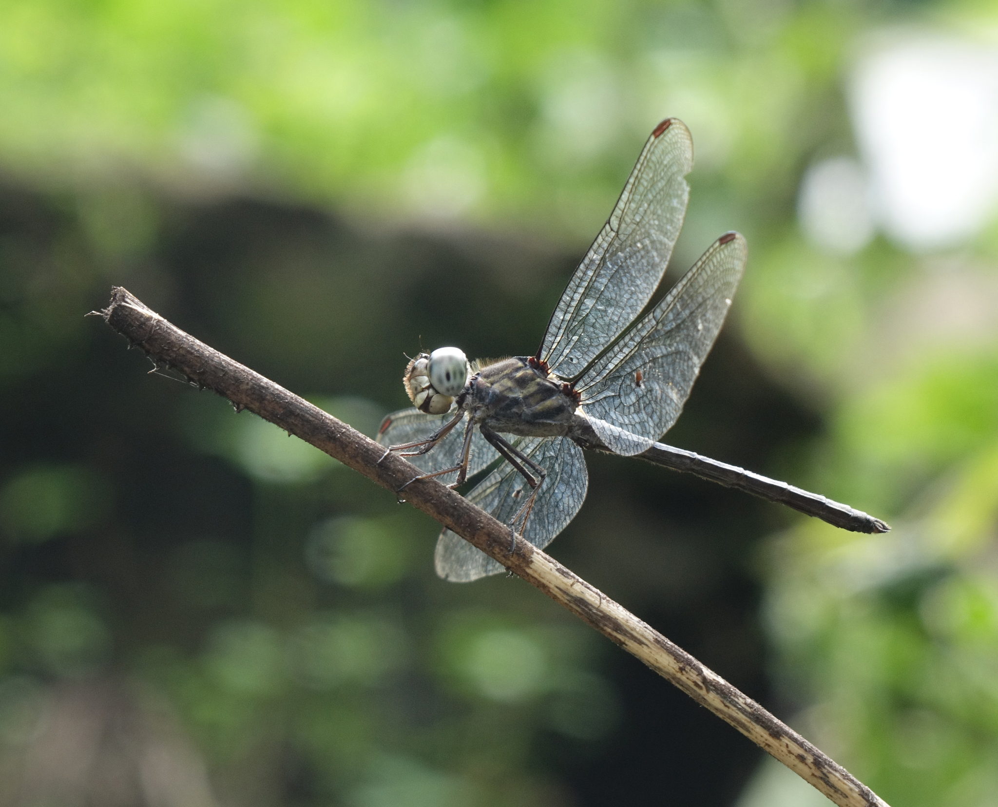 Emerald-Banded Skimmer