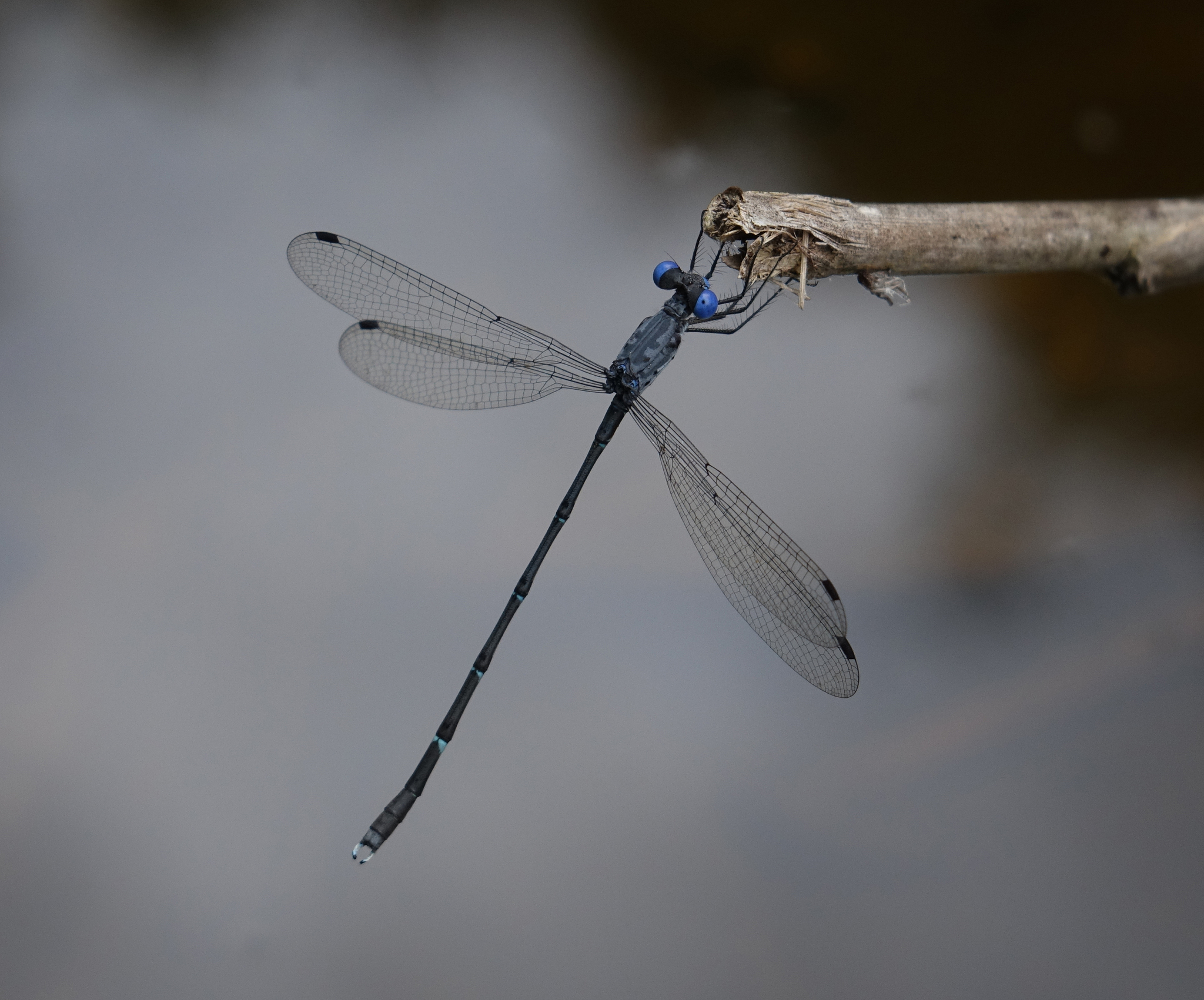 Black-Tailed Spreadwing