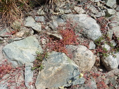 Micranthes bryophora