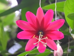 Passiflora antioquiensis