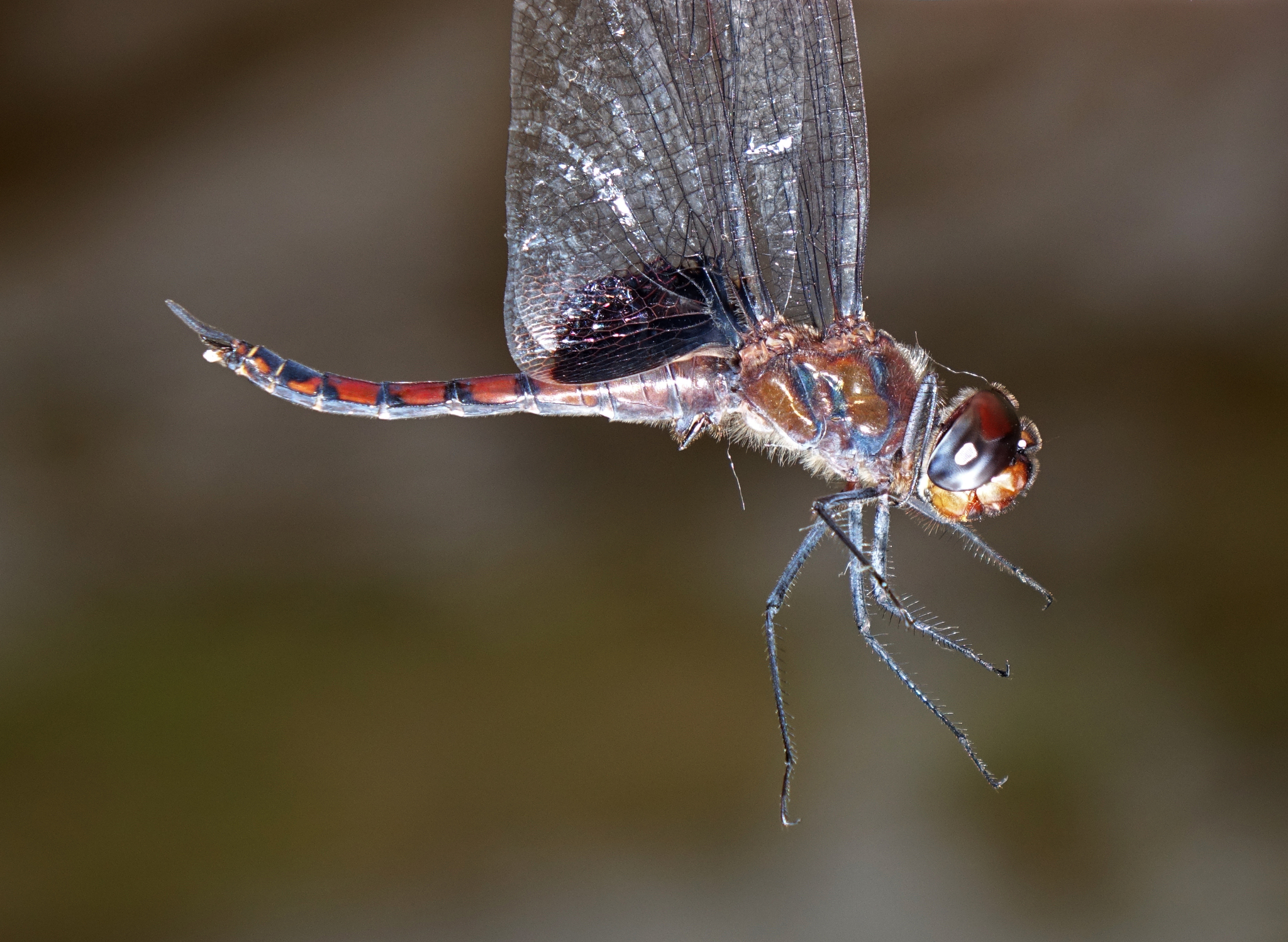 Black Marsh Trotter