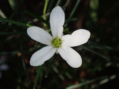 Ricinocarpos pinifolius