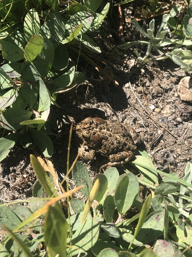iNaturalist observation photo of Yosemite Toad