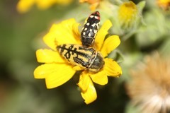 Acmaeodera amplicollis
