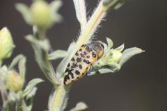 Acmaeodera maculifera
