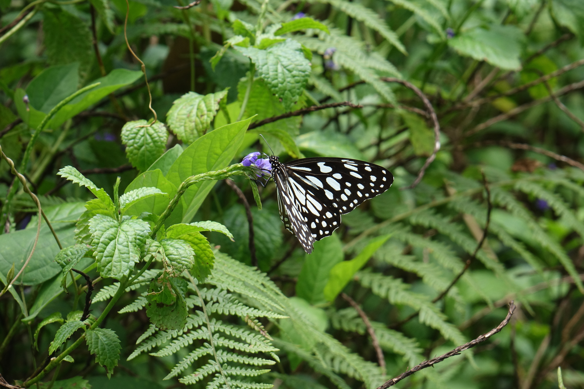 Blue Tiger