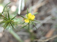 Hibbertia fasciculata