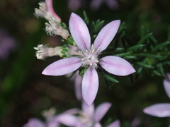 Philotheca salsolifolia