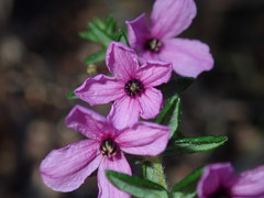 Tetratheca thymifolia