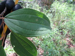 Miconia xalapensis