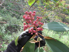 Miconia xalapensis