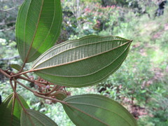 Miconia xalapensis