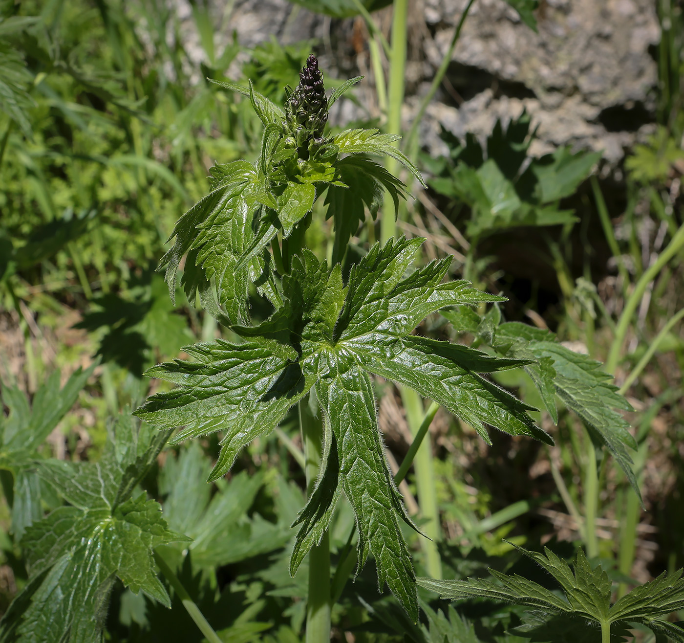 Stračka vyvýšená Magic Fountains Mid Blue (White Bee) — foto