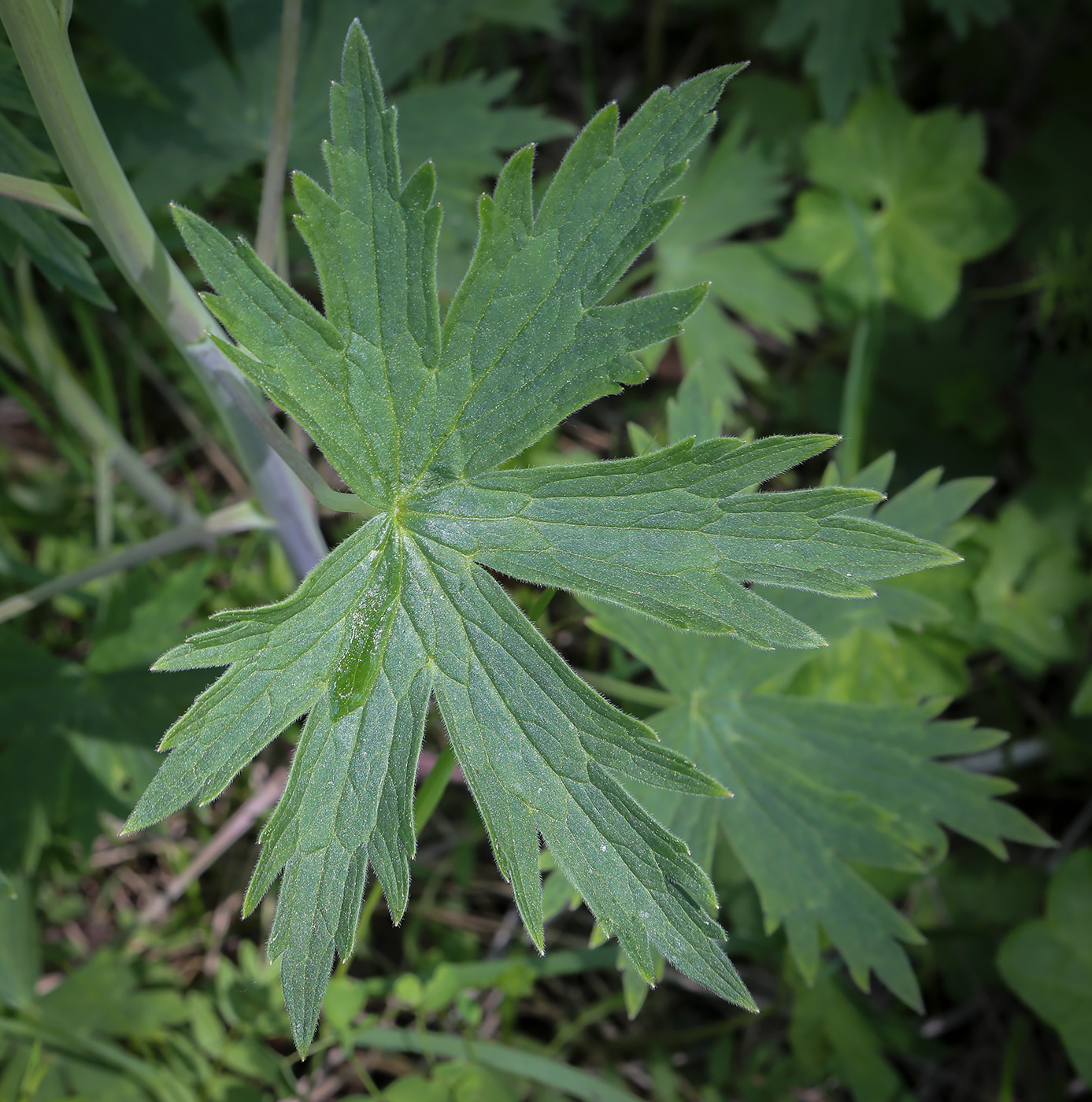 Stračka vyvýšená Magic Fountains Dark Blue (White Bee) — foto