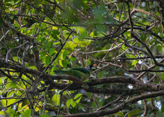 Psilopogon pyrolophus