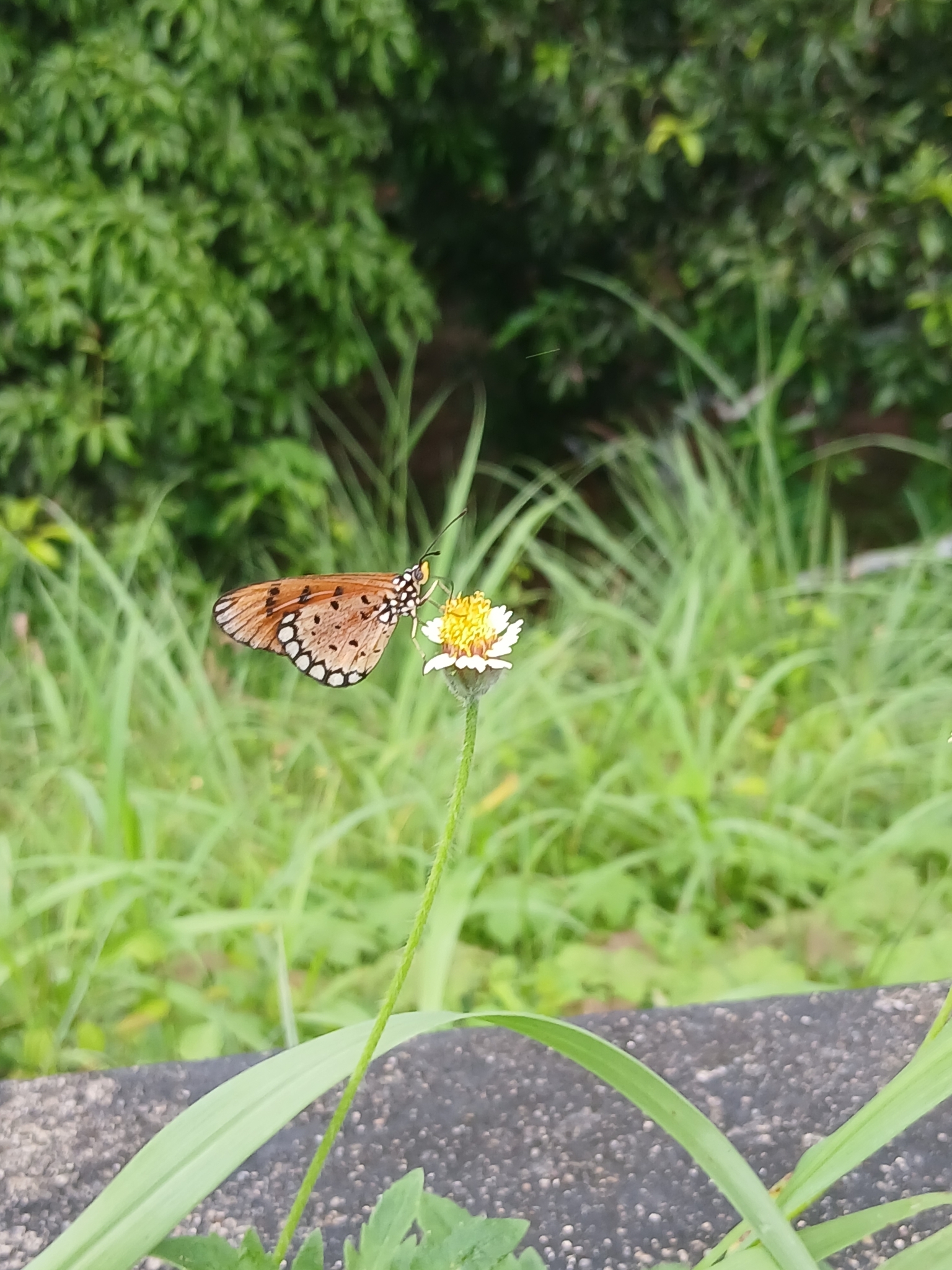 Tawny Coster