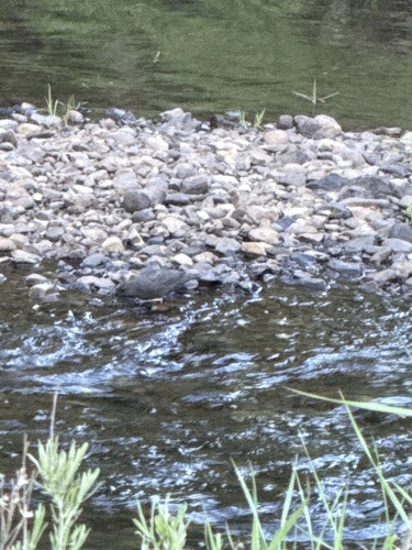 iNaturalist observation photo of American Dipper