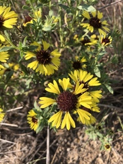 Gaillardia aestivalis