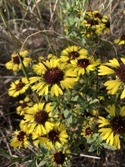 Gaillardia aestivalis