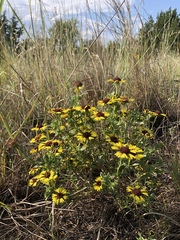 Gaillardia aestivalis