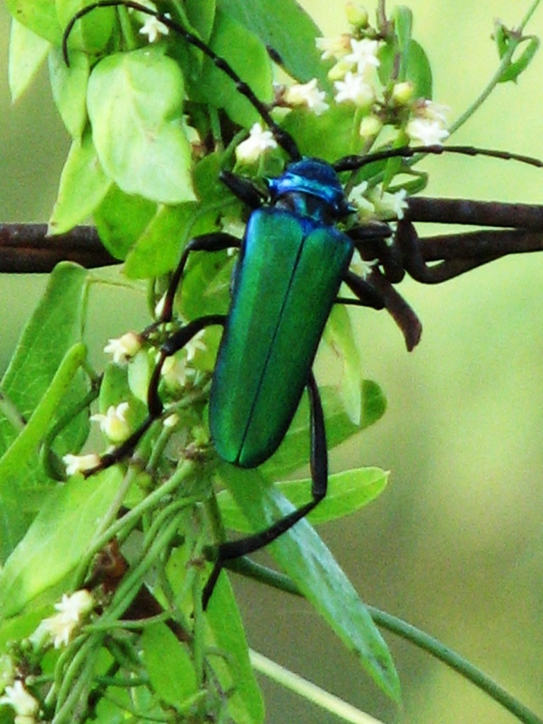 South Texas Bumelia Borer