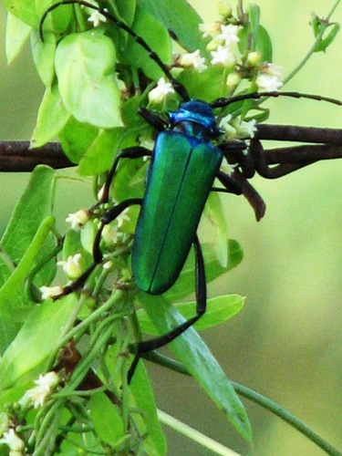 South Texas Bumelia Borer
