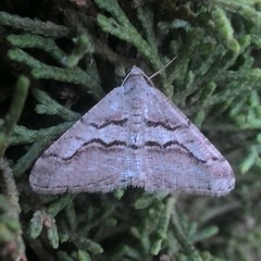 Digrammia imparilata