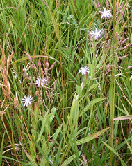 Lactuca pulchella