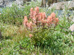 Castilleja peirsonii
