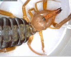Gluvia dorsalis