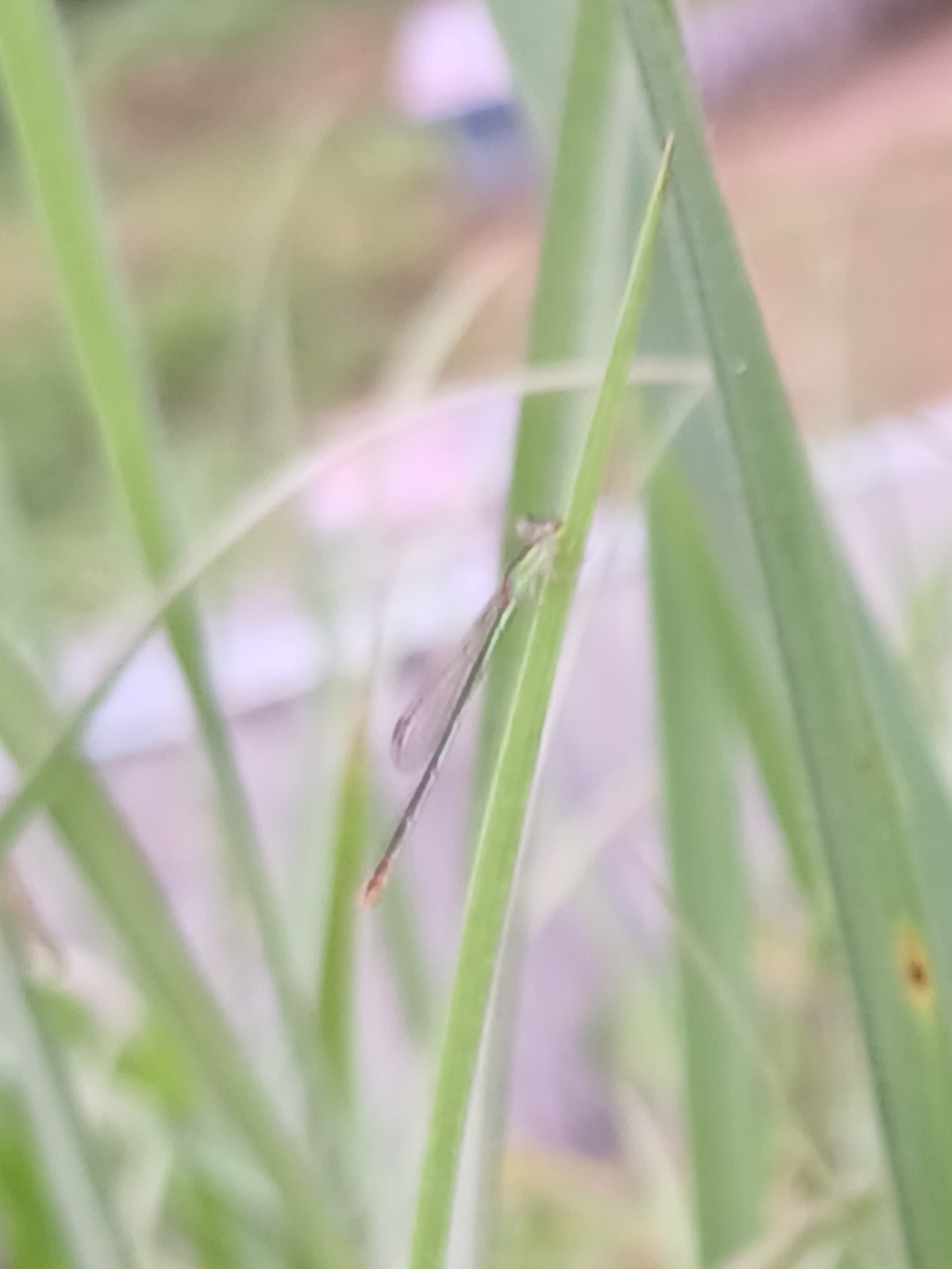 Pygmy Dartlet