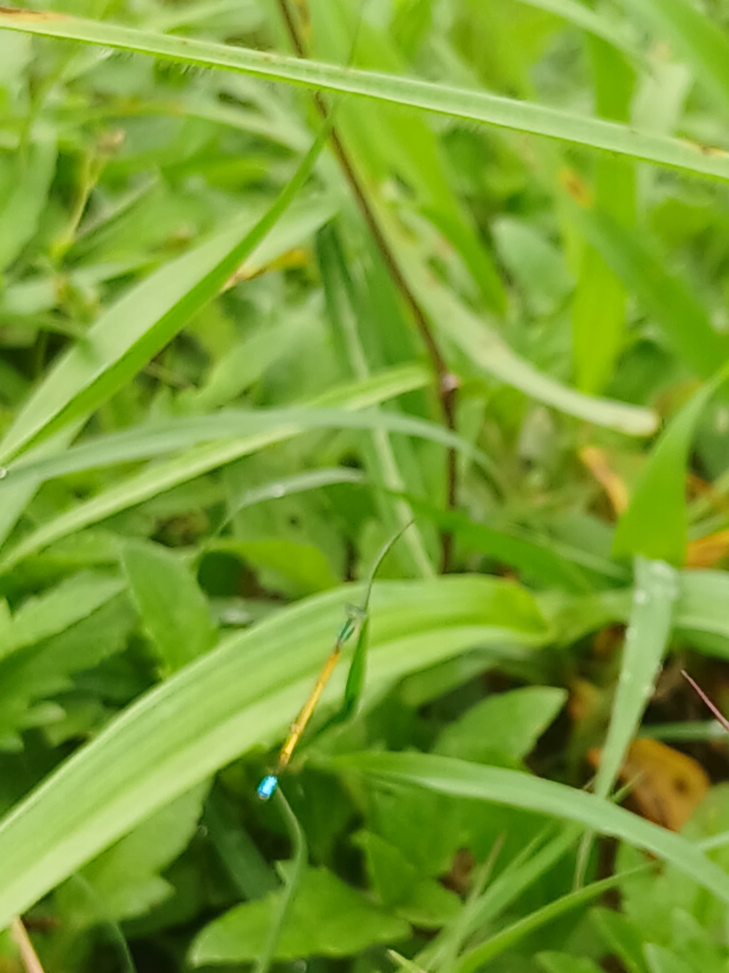 Golden Bluetail