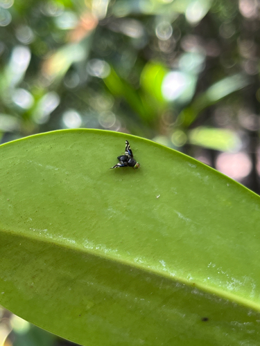 Philophylla superflucta