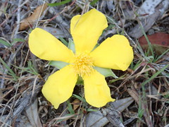 Hibbertia scandens