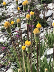 Raillardella scaposa