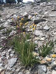 Raillardella scaposa