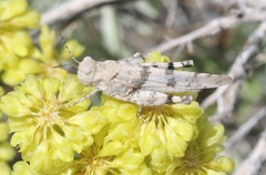 Trimerotropis albescens