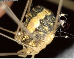 Cosmobunus granarius