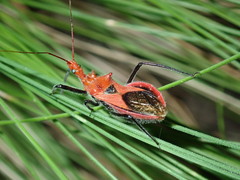 Gminatus wallengreni