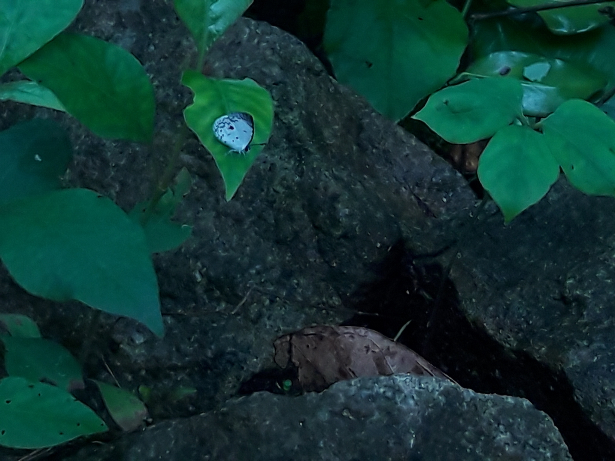 Common Quaker