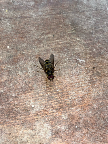 Unknown species found near Idaho County, US-ID, US