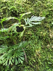 Elaphoglossum peltatum