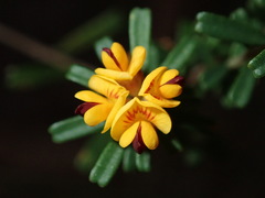 Pultenaea retusa