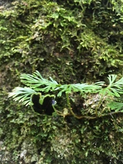 Elaphoglossum peltatum