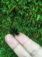 Elaphoglossum peltatum