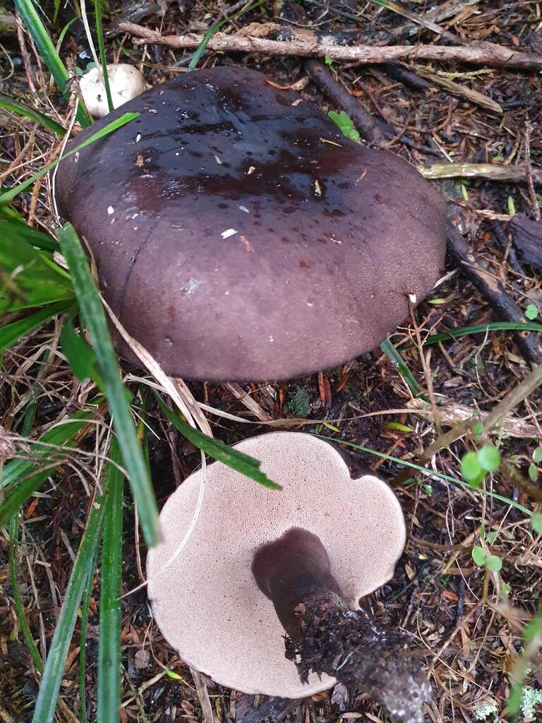 Tylopilus formosus · May 2025 · photo: © rgpowlesland (iNaturalist, cc-by-nc)