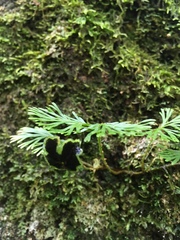 Elaphoglossum peltatum