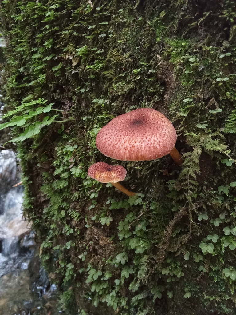 Tricholomopsis rutilans · May 2025 · photo: © hector_montero (iNaturalist, cc-by)