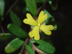 Hibbertia empetrifolia